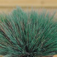  Spiky - 10   NEW!!!