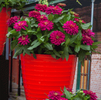  Zydeco Cherry - 5 