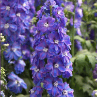  Guardian Blue - 3 