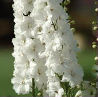  Guardian White - 3 