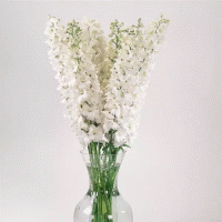  Guardian White - 3 