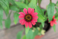   PollyNation Magenta - 3 
