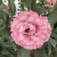   Corelli SU Rose Pink (2) - 5   NEW!!!