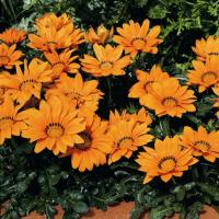  Kiss Orange - 5 