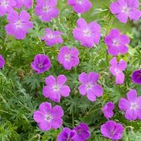  Vision Violet - 3 