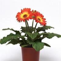  ColorBloom Bicolor Orange Yellow - 3 