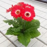  ColorBloom Bicolor Red White - 3 