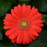  ColorBloom Cherry Light Eye - 3 