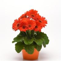  ColorBloom Deep Orange Dark Eye - 3 