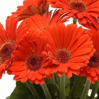  ColorBloom Deep Orange Dark Eye - 3 