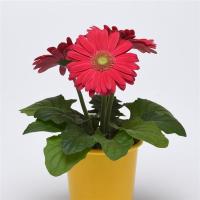 ColorBloom Deep Rose Light Eye - 3 