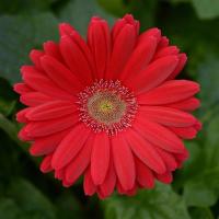  ColorBloom Deep Rose Light Eye - 3 