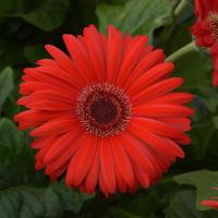  ColorBloom Red Dark Eye - 3 
