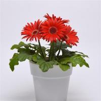  ColorBloom Red Dark Eye - 3 