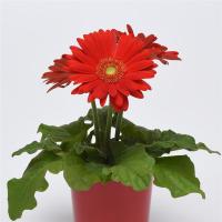  ColorBloom Red Light Eye - 3 