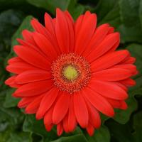  ColorBloom Red Light Eye - 3 