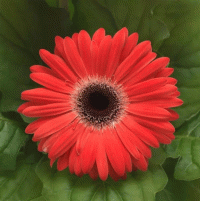  ColorBloom Watermelon Dark Eye - 3 