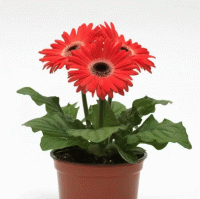  ColorBloom Watermelon Dark Eye - 3 