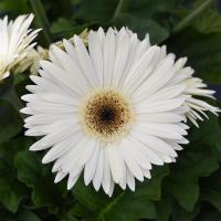  ColorBloom White Dark Eye - 3 