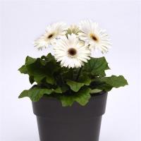  ColorBloom White Dark Eye - 3 