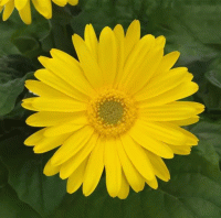  ColorBloom Yellow Light Eye - 3 