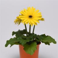  ColorBloom Yellow Dark Eye - 3 