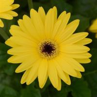  ColorBloom Yellow Dark Eye - 3 
