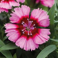   Divinity Crimson Picotee - 5   NEW!!!