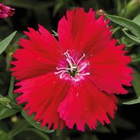  Divinity Red - 5   NEW!!!