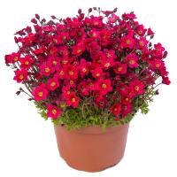  Lofty Dark Rose Shades - 10 