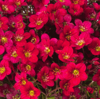  Lofty Dark Rose Shades - 10 