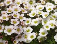  Lofty White Blush - 10 