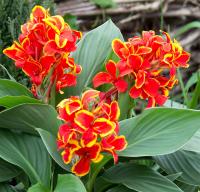  Cannova Red Golden Flame - 3 