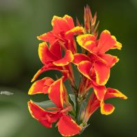  Cannova Red Golden Flame - 3 