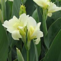  Tropical White - 3 