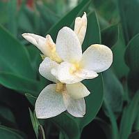  Tropical White - 3 