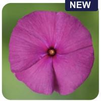  Blockbuster Hitz Blueberry Crush - 5   NEW!!!