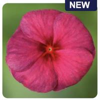  Blockbuster Hitz Raspberry Crush - 5   NEW!!!