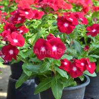  Mega Bloom Burgundy with Eye - 5 