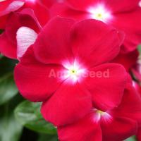  Mega Bloom Burgundy with Eye - 5 