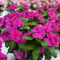  Mega Bloom Grape - 5 