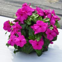  Mega Bloom Grape - 5 