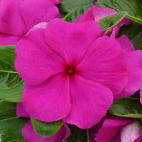  Mega Bloom Grape - 5 