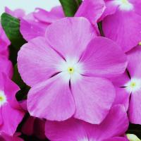  Mega Bloom Lavender - 5 