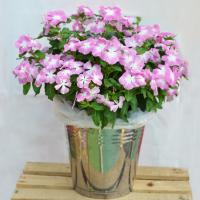  Mega Bloom Pink Halo - 5 