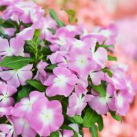  Mega Bloom Pink Halo - 5 