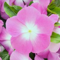  Mega Bloom Pink Halo - 5 