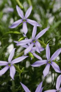  Starshine Blue - 5 
