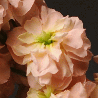  Katz Apricot - 10 