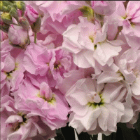  Katz Cherry Blossom - 10 